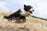 BORDER COLLIE 662